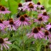 Purple Coneflower Wild Flower Seeds - 1 oz - Perennial Wildflowers - Purple Bloom - Echinacea purpurea - Flower Gardening   566929650